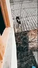 Kung Fu Cat