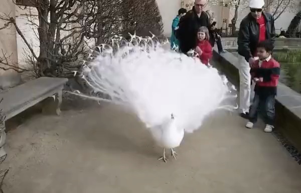  white peacock fanning out its tail short MP4 video