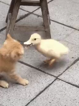 duck and cat