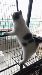 A cat trying to escape short MP4 video