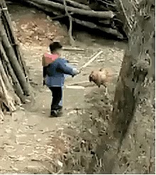 Boy fighting with hen short MP4 video