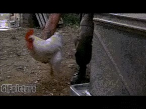 Chicken gun short MP4 video