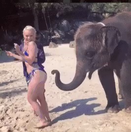 Elephant , What a springy ass short MP4 video
