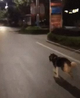 Walking the dog on a skateboard short MP4 video